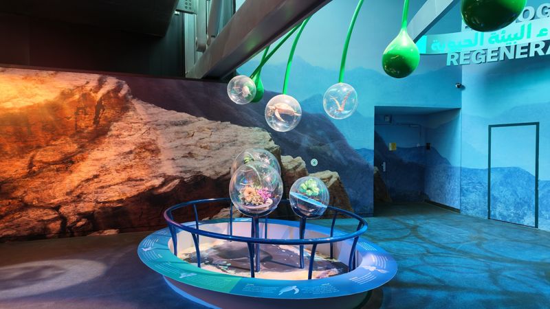 Display globes with turtles, birds and coral