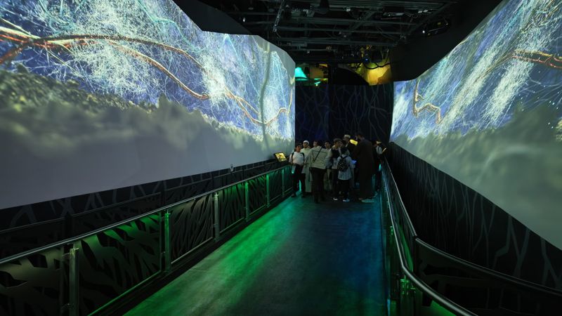 Walkway between giant projections of tree roots